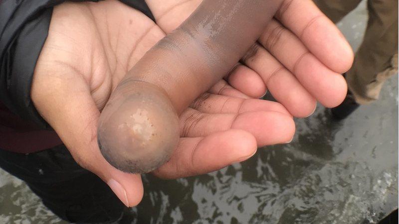 Milhares de “peixe-pênis” invadem praia na Califórnia