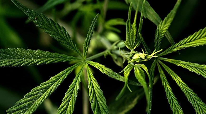 Alemanha apresenta proposta para legalizar uso recreativo de cannabis