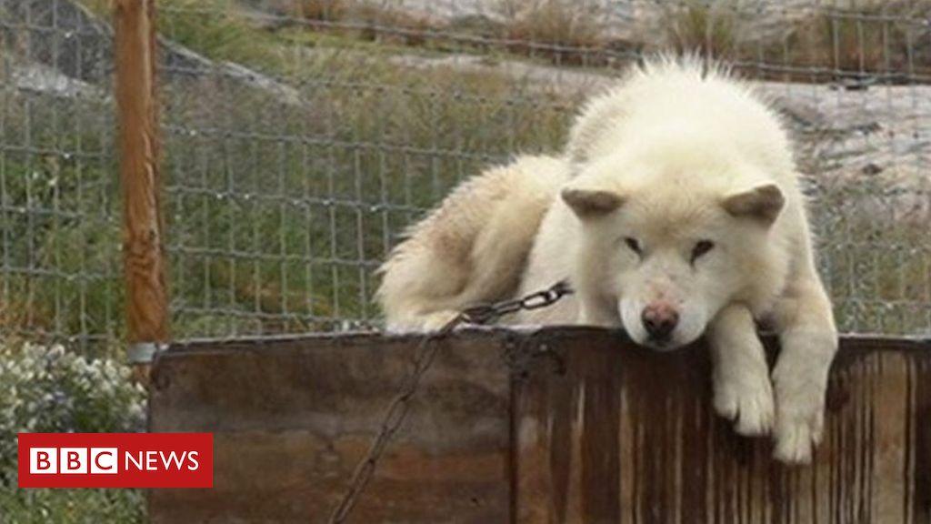 Mudanças climáticas: calor faz cães de trenó 'desaparecerem' da Groenlândia