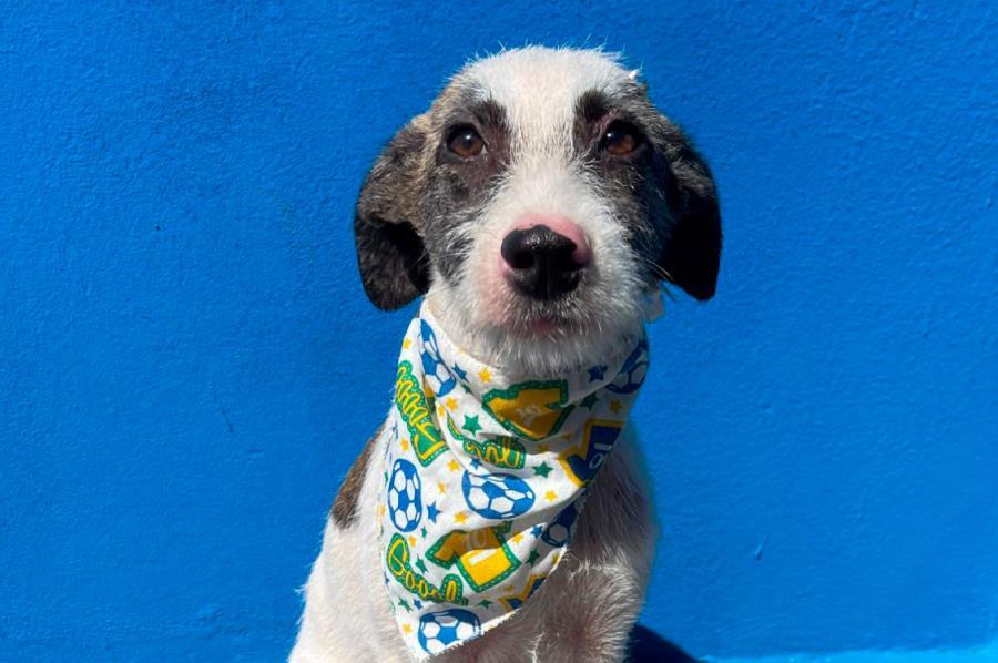 DEFBEA tem superlotação de animais e incentiva adoção responsável