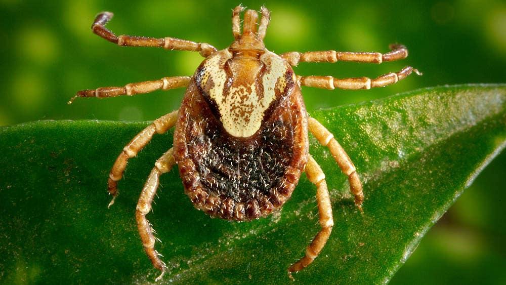 Febre Maculosa, suspeita em Itupeva