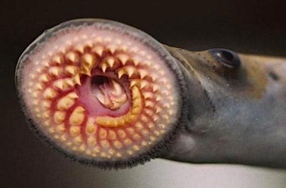 Quem é o temido ‘peixe vampiro’ e por que ele ameaça banhistas de rios da Amazônia